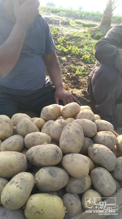 فروش سیب زمینی  بذری