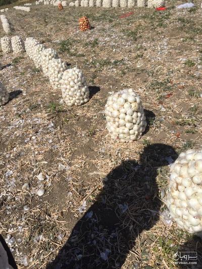 فروش پیاز سفید