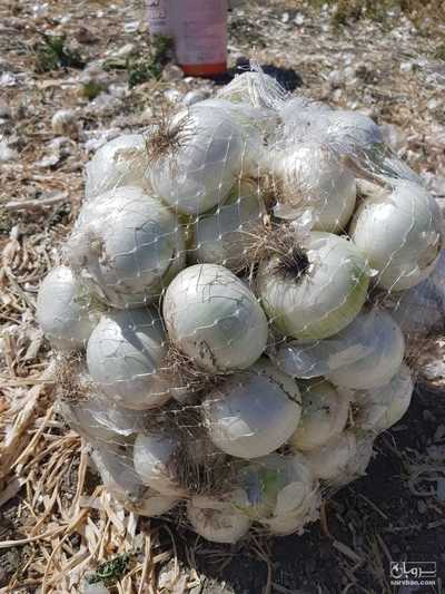 فروش پیاز