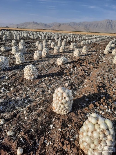 فروش پیاز سفید