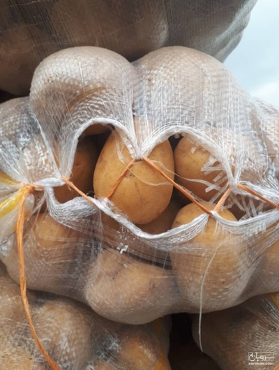 فروش سیب زمینی