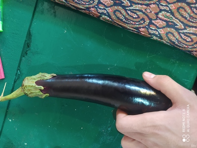 فروش بادمجان