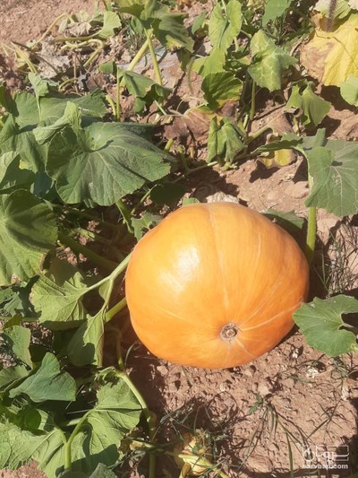 فروش کدو تنبل