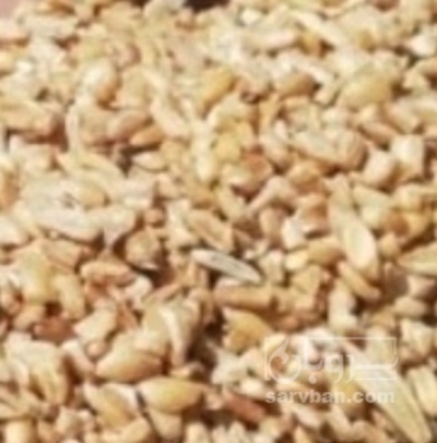 فروش ضایعات بوجاری گندم