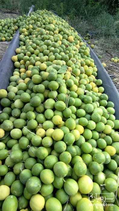 فروش لیموترش