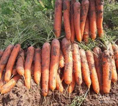 فروش هویج نشسته