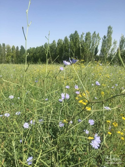 فروش کاسنی تر