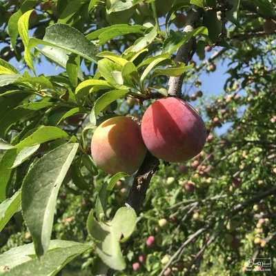 فروش آلو کالیفرنیا