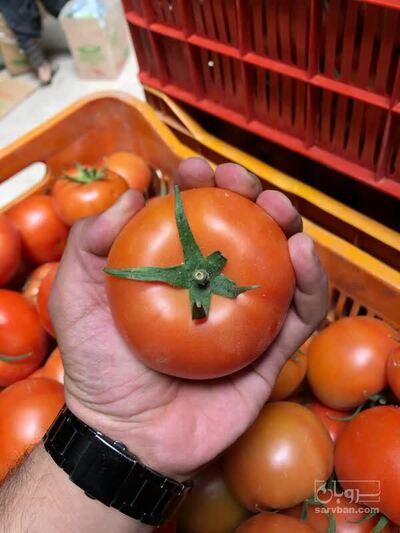 فروش گوجه فرنگی