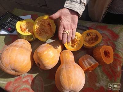 فروش کدو تنبل