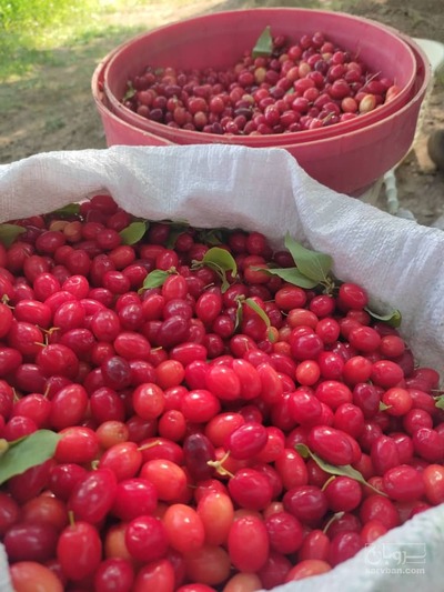 فروش زغال اخته