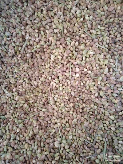 فروش بذر یونجه