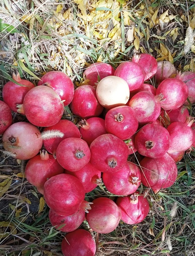 فروش انار رباب درجه یک نیریز