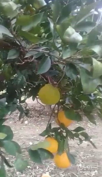 فروش پرتقال