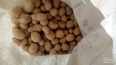 فروش سیب زمینی  بذری