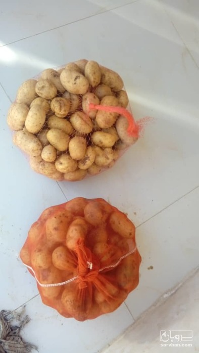 فروش سیب زمینی