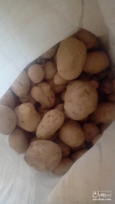 فروش سیب زمینی اگریا سورت نشده