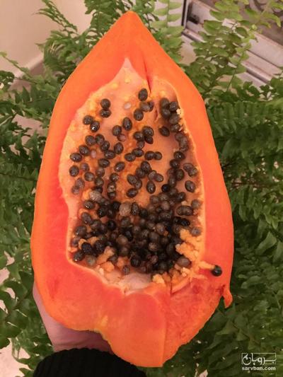 فروش پاپایا