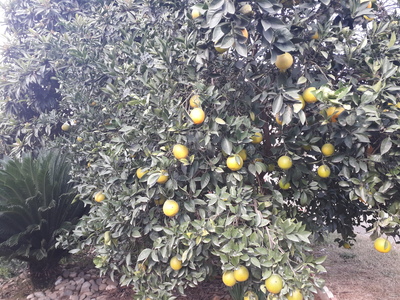 فروش پرتقال