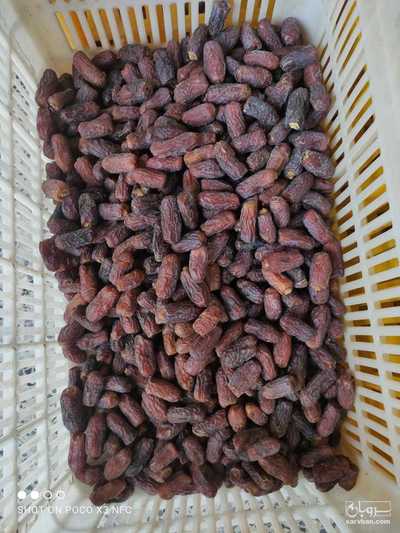 فروش خرما پیارم