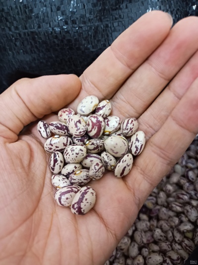 فروش لوبیا چیتی