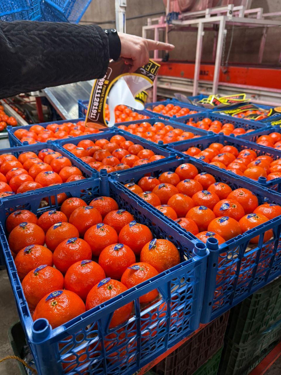 فروش نارنگی