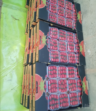 فروش گوجه فرنگی زیتونی