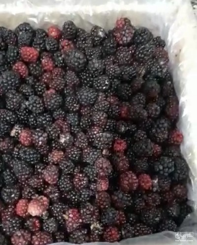 فروش تمشک منجمدپاییزه