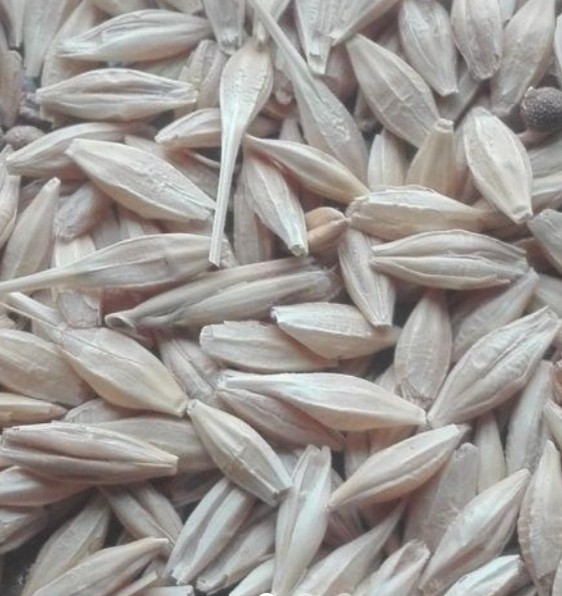 فروش جو