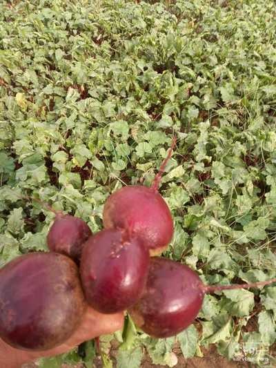 فروش چغندر لبو