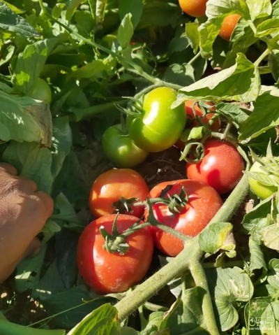 فروش گوجه فرنگی