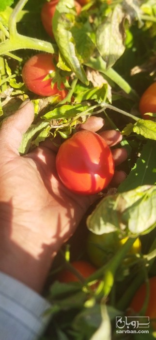 فروش گوجه فرنگی تخم مرغی