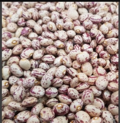 فروش لوبیا چیتی