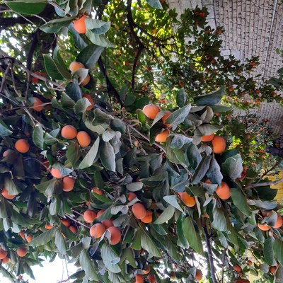 فروش خرمالو