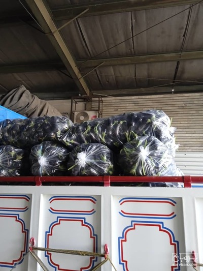 فروش بادمجان قلمی