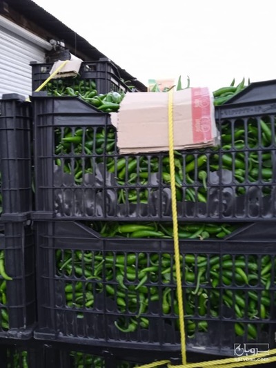 فروش فلفل سبز شمشیری