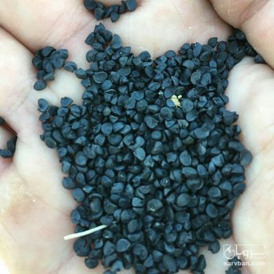 فروش بذر پیاز