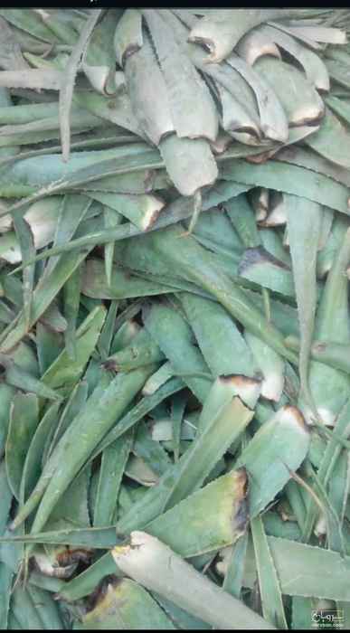 فروش آلوئه ورا