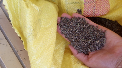 فروش بذر گاو زبان