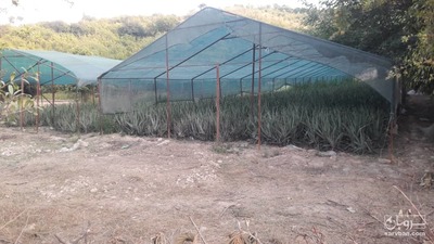 فروش پاجوش آلوئه ورا