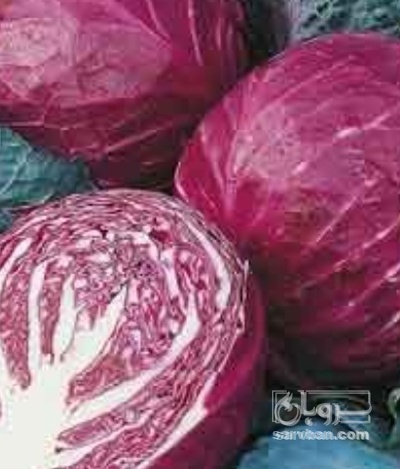 فروش کلم برگی قرمز
