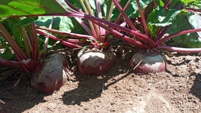 فروش چغندر لبو