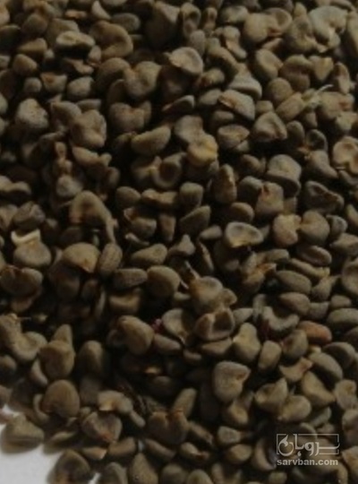 فروش بذر چای ترش