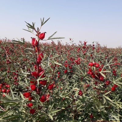 فروش چای ترش