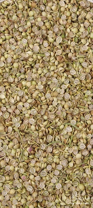 فروش تخم گشنیز لپه