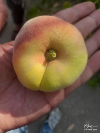 فروش هلو انجیری