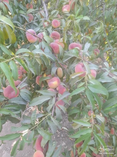 فروش هلو انجیری 2