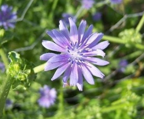 فروش عرق کاسنی