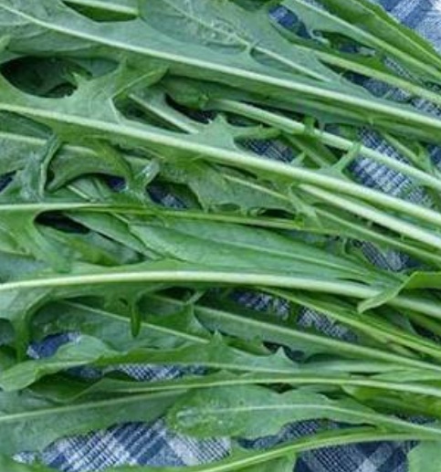 فروش کاسنی (گیاه‌ دارویی)