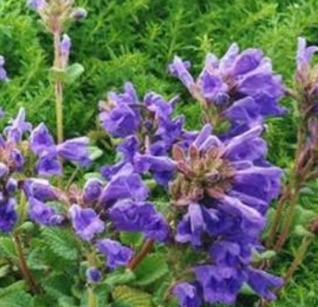 فروش بادرنجبویه (گیاه‌ دارویی)